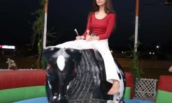 bull