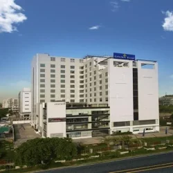 golden tulip